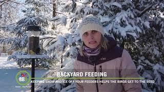 Brome Bird News S6:E01 - Keep Snow Off Feeders, Will Pigeons Eat Worms, Save Your Christmas Tree