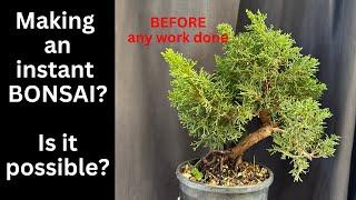 Making an instant Bonsai? Is it possible to take this plant and make into a Bonsai?