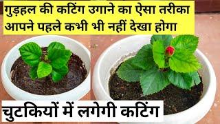 गुड़हल की कटिंग लगेगी चुटकियों में.How to grow hibiscus plant from cuttings.Best& Easiest way.