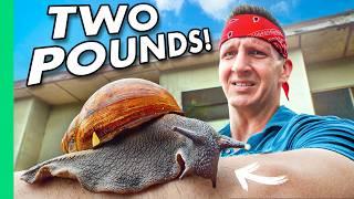 Africa’s Giant Snail Farms!! The Future of Food!!