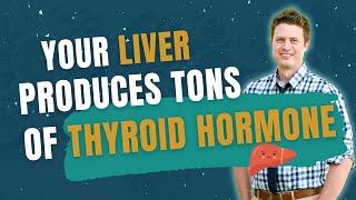 The Liver Is Responsible for More Active Thyroid Hormone Production Than The Thyroid