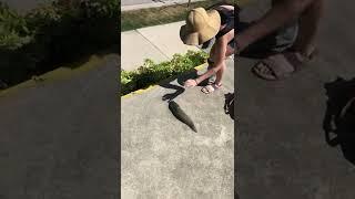 Stumbling Upon a Huge Slug in Vancouver || ViralHog