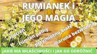 Rumianek i jego zdrowotna magia. Jakie ma właściwości i jak go odróżnić od innych podobnych roślin.