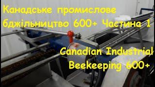 Канадське промислове бджільництво 600+ #пчеловодствов6тирамочныхульях