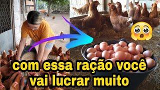 RAÇÃO PRA POSTURA  COMO FAZER? ,QUAIS OS INGREDIENTE?   pathy vida na roça