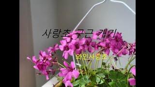 사랑초 구근 캐기/ 와인사랑초 / Oxalis.