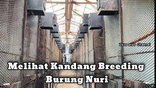 Melihat Kandang Breeding Burung Nuri, Hasil Anaknnya Banyak Banget