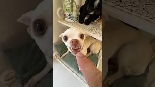 Niki is the most celebrity chihuahua in the world#shorts video