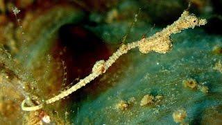 Facts: The Thread Pipefish