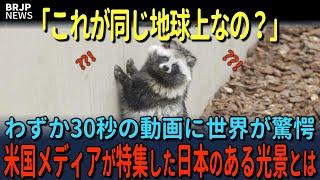 「ここは同じ惑星なの？」実在するとは思ってもいなかった日本のたぬきを映した”たった30秒”の動画に世界が絶句！米国メディアの特集にコメントが殺到した理由とは…総集編【海外の反応】