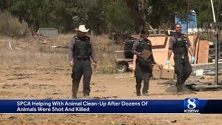 SPCA Monterey County aids investigation after roughly 80 animals were shot and killed