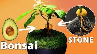 How To Grow Your Own AVOCADO BONSAI from Seed!