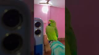 #personalvlog #firstparrot #viral #birds #petparrot #viralvideo #cute #parrrot #vlog #funny