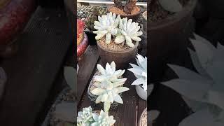 [초보다육맘]하얗게 피어난 두들레야꽃 多肉植物 たにくしょくぶつ Korean Succulent