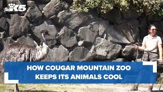 How Cougar Mountain Zoo prepares its animals for hot weather