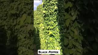 Black Peper Cultivation #plants #playstation #pepper #cultivation