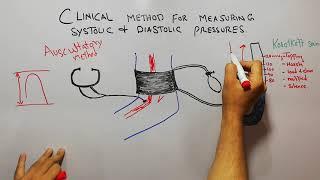 CVS physiology 71.How to measure blood pressure by auscultatory method,systolic & diastolic pressure