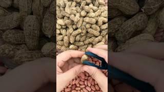 Amazing Peanut Opner #short #satisfying #agriculture #youtubeshorts #EliteShortsUnleashed #619