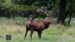 Big Roaring red deer stag UK