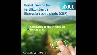Beneficios de los Fertilizantes de Liberación Controlada de ICL #Shorts