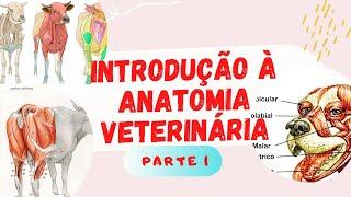 Introdução à Anatomia Veterinária part. 1