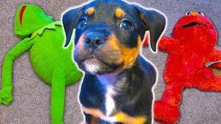 Puppy ATTACKS Kermit the Frog and Elmo!