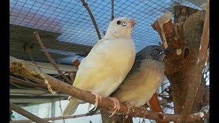 CÓMO CRIAR DIAMANTES DE GOULDCría natural de gould con éxito
