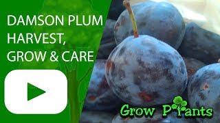 Damson plum tree - grow, care & harvest