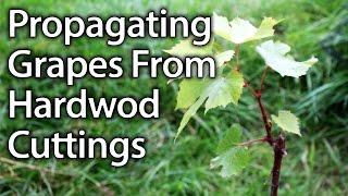 How to Propagate Grape Vines from Hardwood Cuttings Successfully