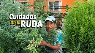 CUIDADOS de la RUDA | Sigue estos CONSEJOS para Disfrutar de sus BENEFICIOS y lograr su Floracion