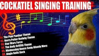 How To Train Your Cockatiel To Sing Like A Pro! Parrot Training-Cockatiel Singing