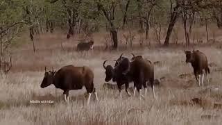 Gaur running for safety after watching Tiger.