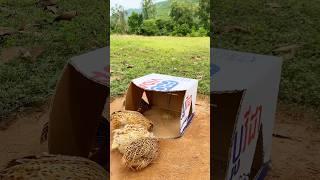 Create Creative New Trap # Quail Trap #shorts