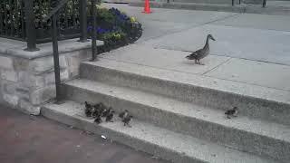 Ducklings vs. Stairs