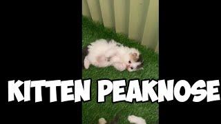 KITTEN PEAKNOSE LUCU