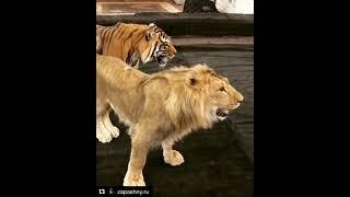 Lion cub vs tiger cub