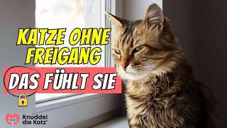 Fühlen sich Hauskatzen eingesperrt?