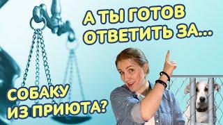 Хотите взять собаку из приюта? Помните об ответственности
