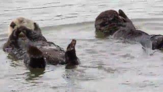 Sea Otters Rolling and Snuggling on the Water