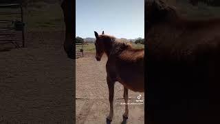 Sweet Majesty, Elder Rescue Horse Trust Game  #horse #love #trust #animals #fyp