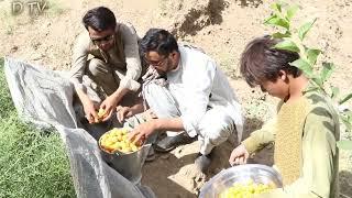 Beautiful Daikundi: Lazir village of Chakar Mori Namuri.|: قریه لزیر.چکر موری نموری.