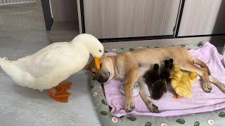 So funny cute!Mother duck bullies dog, suspects dog of stealing ducklings。Kittens are too clever