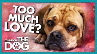 The Puggle That Loved Too Much! | It's Me or The Dog