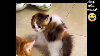 kompilasi video kucing lucu