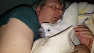 This Cockatoo Won't Go To Bed