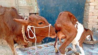 cow calf drinking milk | village animals milk new video | Nikka Haji