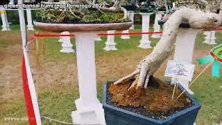 grebeg bonsai bumi reog Ponorogo 2022