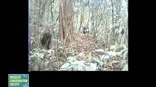 Rare Footage of Cross River Gorillas Captured by the Wildlife Conservation Society