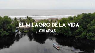 The miracle of life on the beaches of Chiapas - Defense of the sea turtle in Barra de Zacapulco