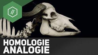 Homologie und Analogie - Evolution